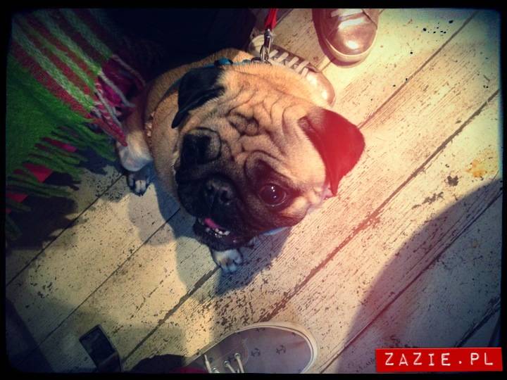 kawiarnia Posłaniec Uczuć, Glogera 6, Stara Ochota, Zazie i Syd oraz mopsy Kumok i Miszur