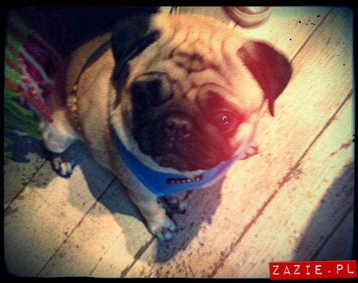 kawiarnia Posłaniec Uczuć, Glogera 6, Stara Ochota, Zazie i Syd oraz mopsy Kumok i Miszur