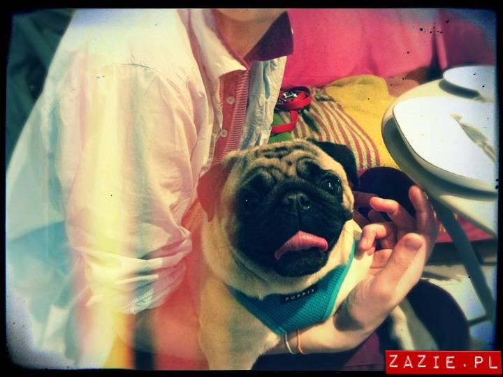 kawiarnia Posłaniec Uczuć, Glogera 6, Stara Ochota, Zazie i Syd oraz mopsy Kumok i Miszur