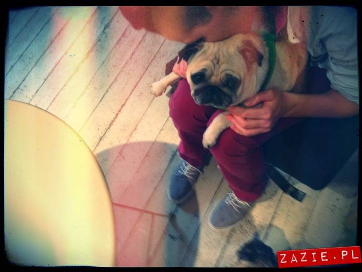 kawiarnia Posłaniec Uczuć, Glogera 6, Stara Ochota, Zazie i Syd oraz mopsy Kumok i Miszur