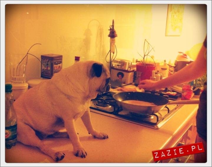 pug_mops_mopsik_kumok_syd_nalesniki