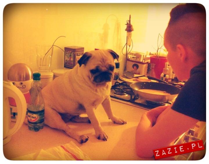 pug_mops_mopsik_kumok_syd_nalesniki