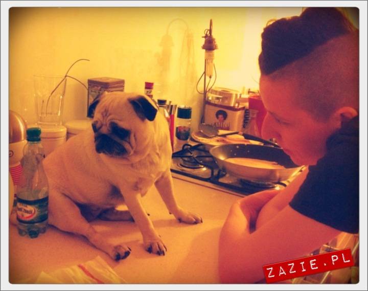 pug_mops_mopsik_kumok_syd_nalesniki