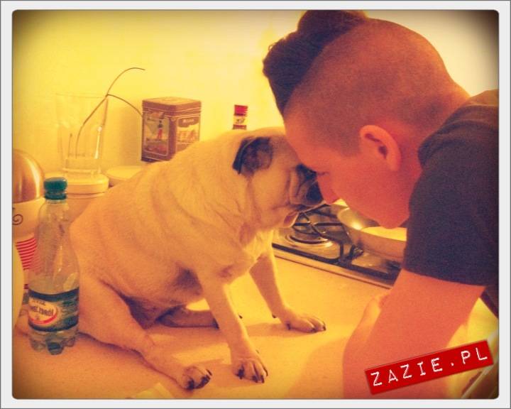 pug_mops_mopsik_kumok_syd_nalesniki