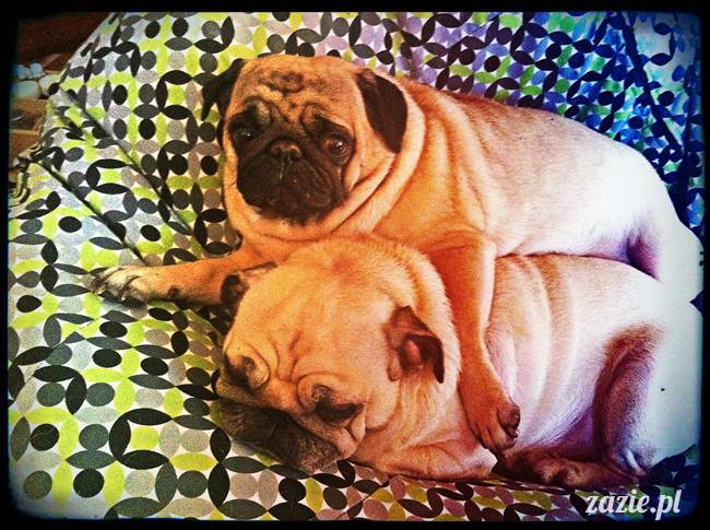 wielkanoc_kumok_miszur_syd_zazie_00