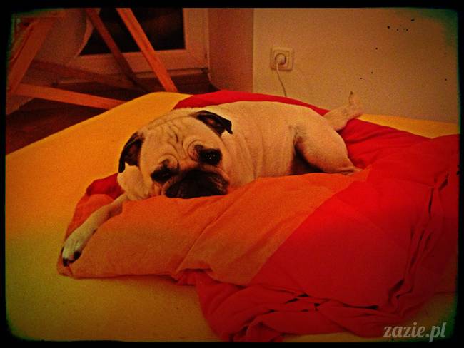 wielkanoc_kumok_miszur_syd_zazie_00