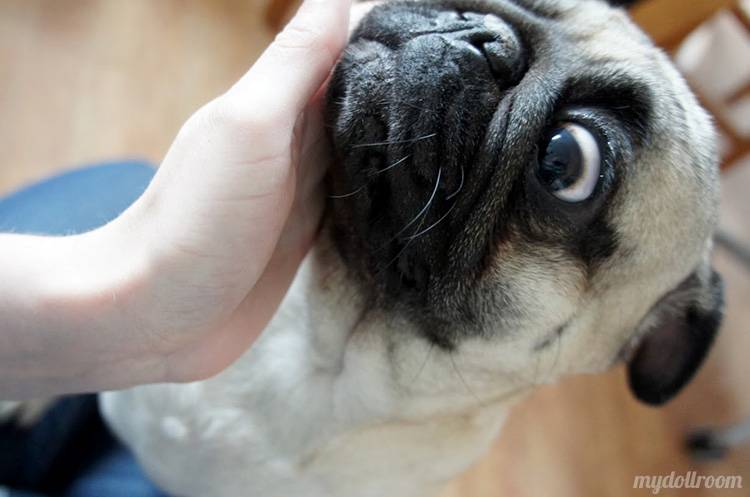 Dollina Lalek Zazie, Oh!Zazie, Blythe dolls & vintage toys