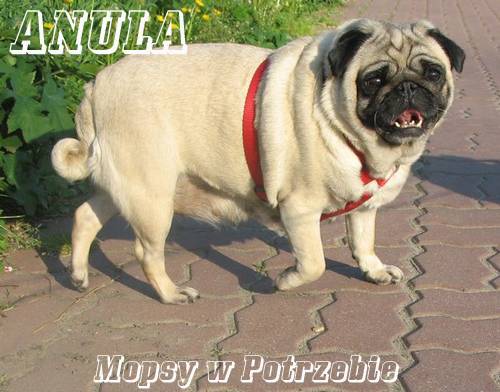 mops mopsik mopsy mopsiki do adopcji do przygarnięcia do oddania szuka domu