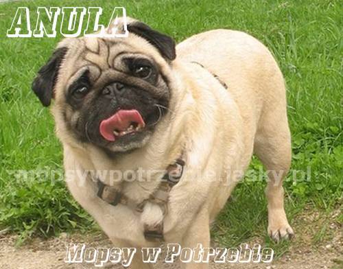 mops mopsik mopsy mopsiki do adopcji do przygarnięcia do oddania szuka domu