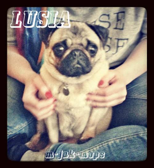 mops mopsik mopsy i mopsiki do adopcji