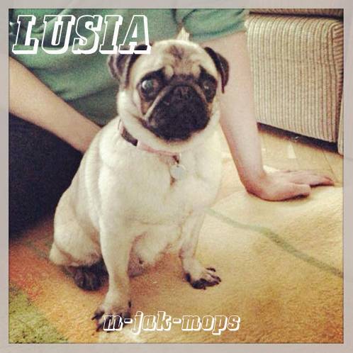 mops mopsik mopsy i mopsiki do adopcji