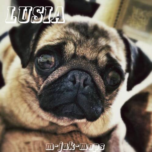 mops mopsik mopsy i mopsiki do adopcji