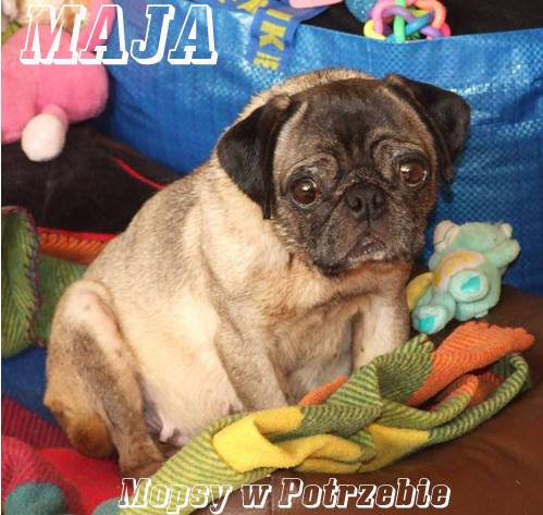 mops mopsik mopsy mopsiki do adopcji