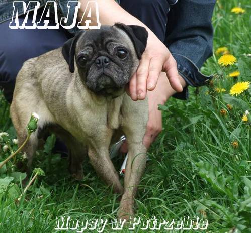 mops mopsik mopsy mopsiki do adopcji