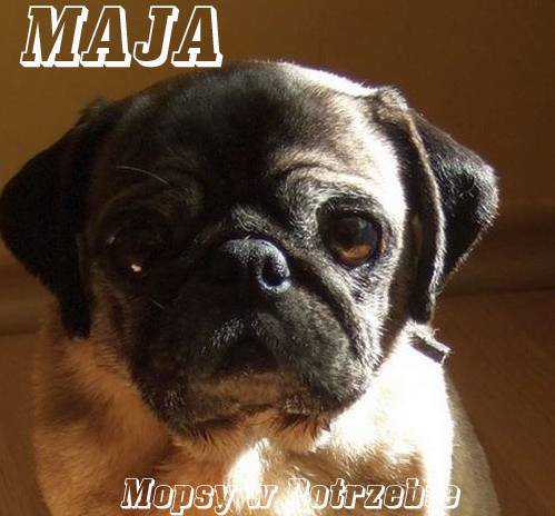 mops mopsik mopsy mopsiki do adopcji