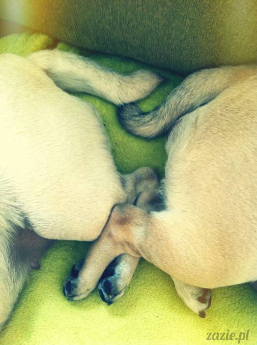 mopsy mopsiki pugs Kumok i Miszur