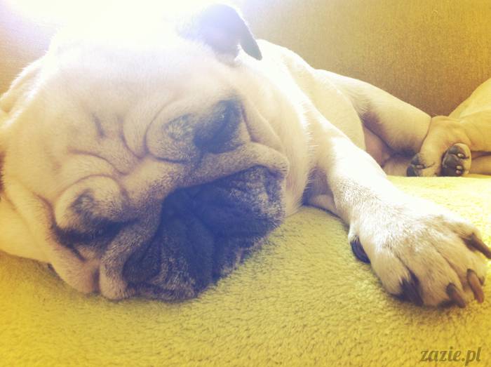 mopsy mopsiki pugs Kumok i Miszur