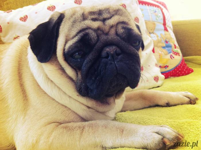 mopsy mopsiki pugs Kumok i Miszur