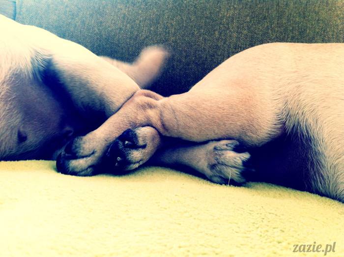 mopsy mopsiki pugs Kumok i Miszur