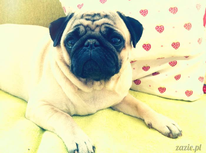 mopsy mopsiki pugs Kumok i Miszur