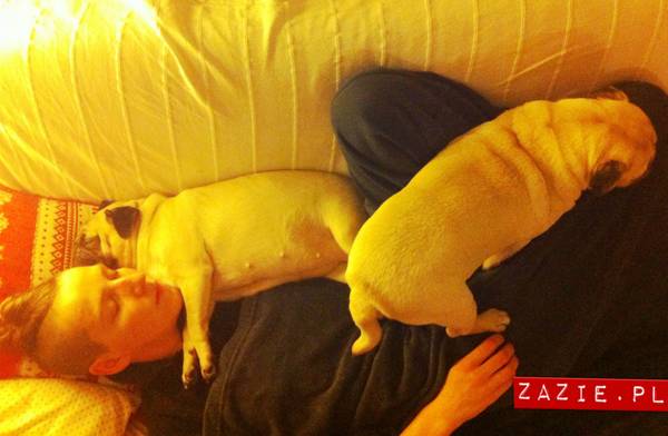 pies śpi z człowiekiem w łóżku, mopsy śpią leżą na człowieku, Kumok i Miszur oraz Syd, mopsy mopsiki Zazie