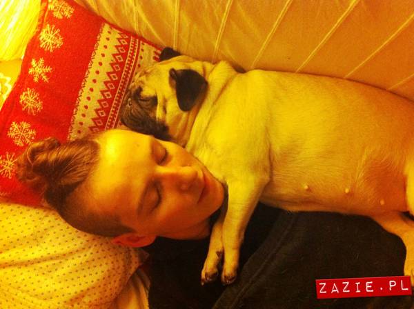 pies śpi z człowiekiem w łóżku, mopsy śpią leżą na człowieku, Kumok i Miszur oraz Syd, mopsy mopsiki Zazie