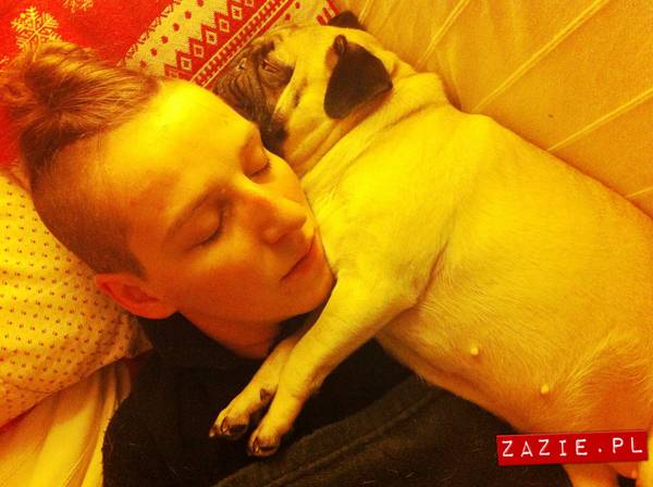 pies śpi z człowiekiem w łóżku, mopsy śpią leżą na człowieku, Kumok i Miszur oraz Syd, mopsy mopsiki Zazie