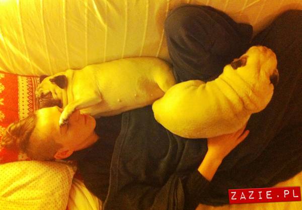 pies śpi z człowiekiem w łóżku, mopsy śpią leżą na człowieku, Kumok i Miszur oraz Syd, mopsy mopsiki Zazie