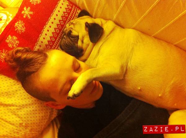 pies śpi z człowiekiem w łóżku, mopsy śpią leżą na człowieku, Kumok i Miszur oraz Syd, mopsy mopsiki Zazie