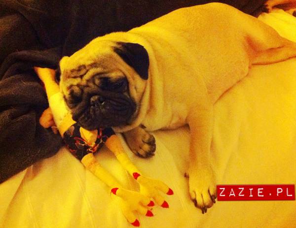 pies śpi z człowiekiem w łóżku, mopsy śpią leżą na człowieku, Kumok i Miszur oraz Syd, mopsy mopsiki Zazie
