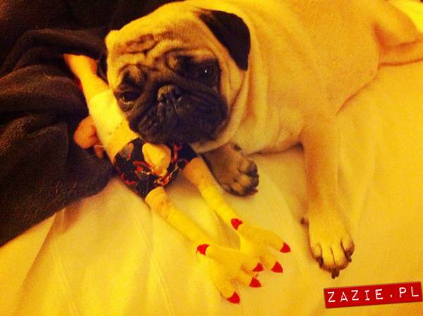 pies śpi z człowiekiem w łóżku, mopsy śpią leżą na człowieku, Kumok i Miszur oraz Syd, mopsy mopsiki Zazie