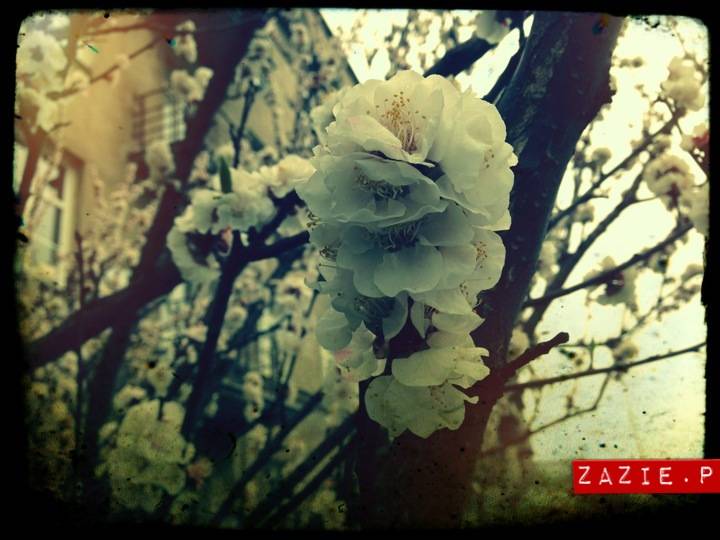 wiosna_na_ochocie_01