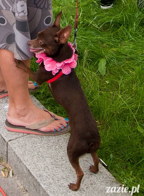 Parada Równości 2013 Warszawa, Gay Pride Warsaw, LGBT parade, les gay bi trans queer