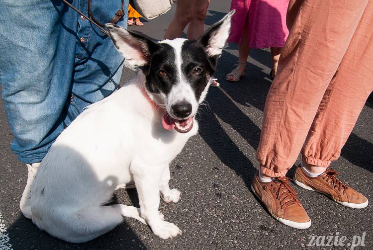 Parada Równości 2013 Warszawa, Gay Pride Warsaw, LGBT parade, les gay bi trans queer