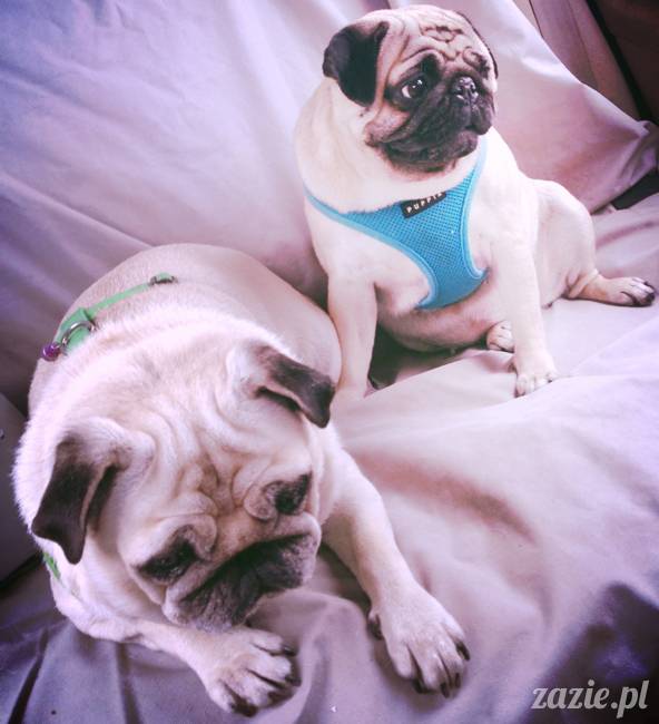 sterylizacja mopsa mopsiczki suki Miszura