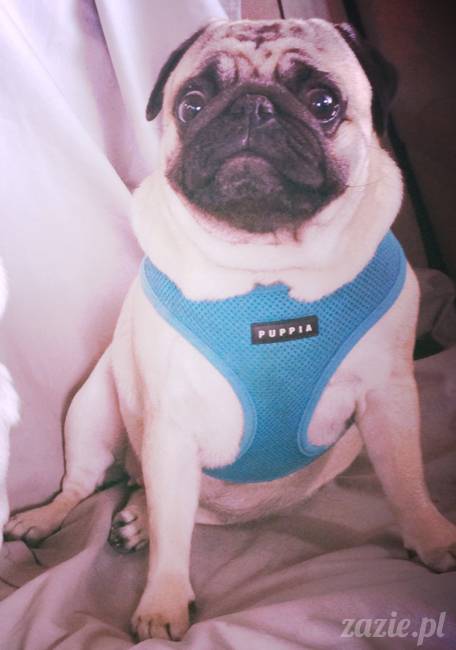 sterylizacja mopsa mopsiczki suki Miszura