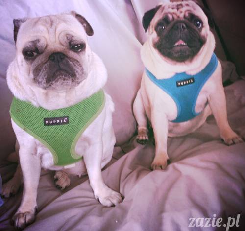 sterylizacja mopsa mopsiczki suki Miszura