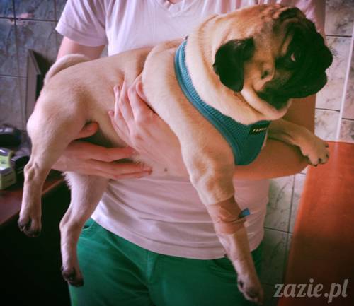 sterylizacja mopsa mopsiczki suki Miszura