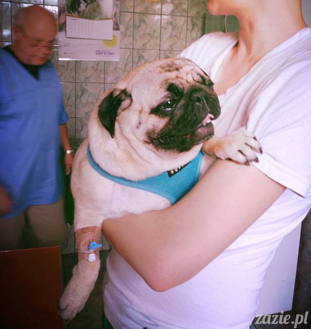 sterylizacja mopsa mopsiczki suki Miszura