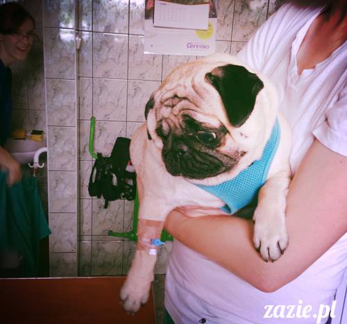 sterylizacja mopsa mopsiczki suki Miszura