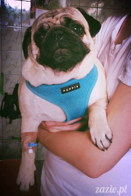 sterylizacja mopsa mopsiczki suki Miszura