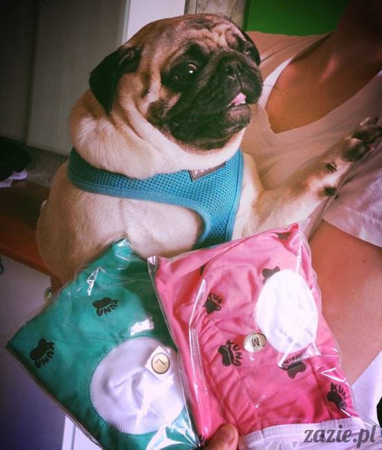 sterylizacja mopsa mopsiczki suki Miszura