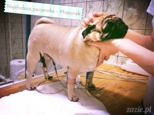 o bozie, o bozie… sterylizacja mopsa w pełnej narkozie…