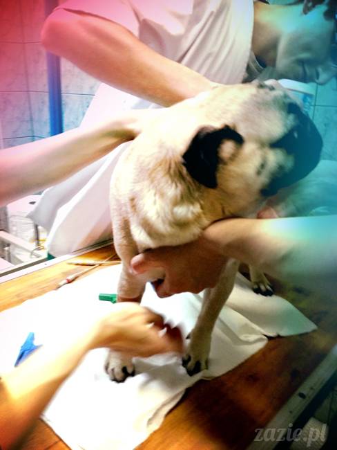 sterylizacja mopsa mopsiczki suki Miszura