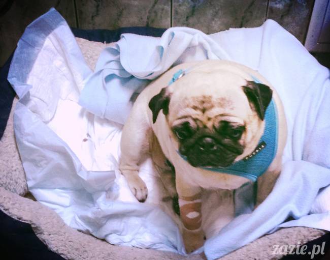 sterylizacja mopsa mopsiczki suki Miszura