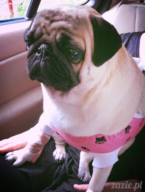 sterylizacja mopsa mopsiczki suki Miszura