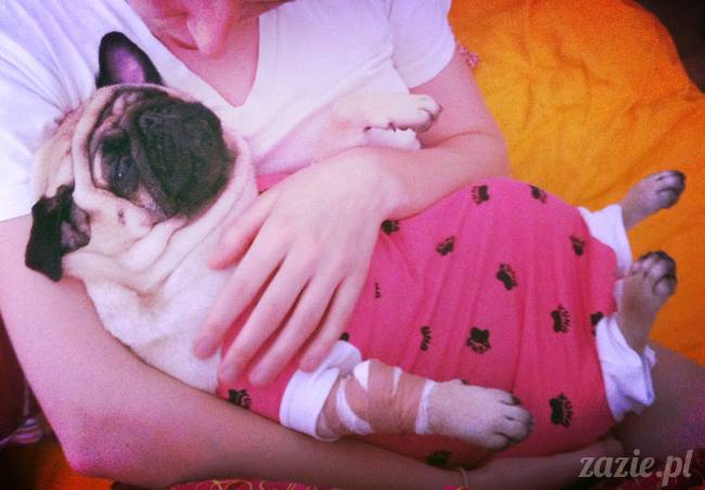 sterylizacja mopsa mopsiczki suki Miszura