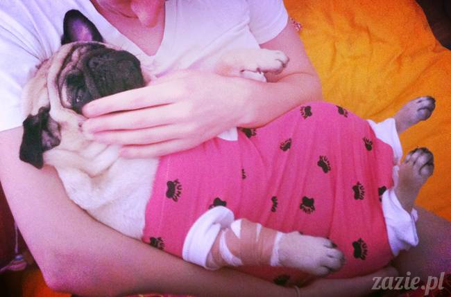 sterylizacja mopsa mopsiczki suki Miszura