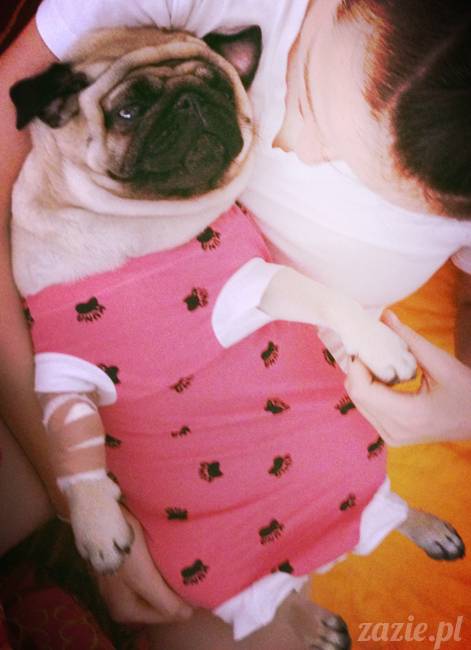 sterylizacja mopsa mopsiczki suki Miszura