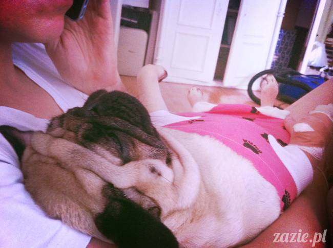 sterylizacja mopsa mopsiczki suki Miszura